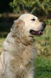 GOLDEN RETRIEVER 1124